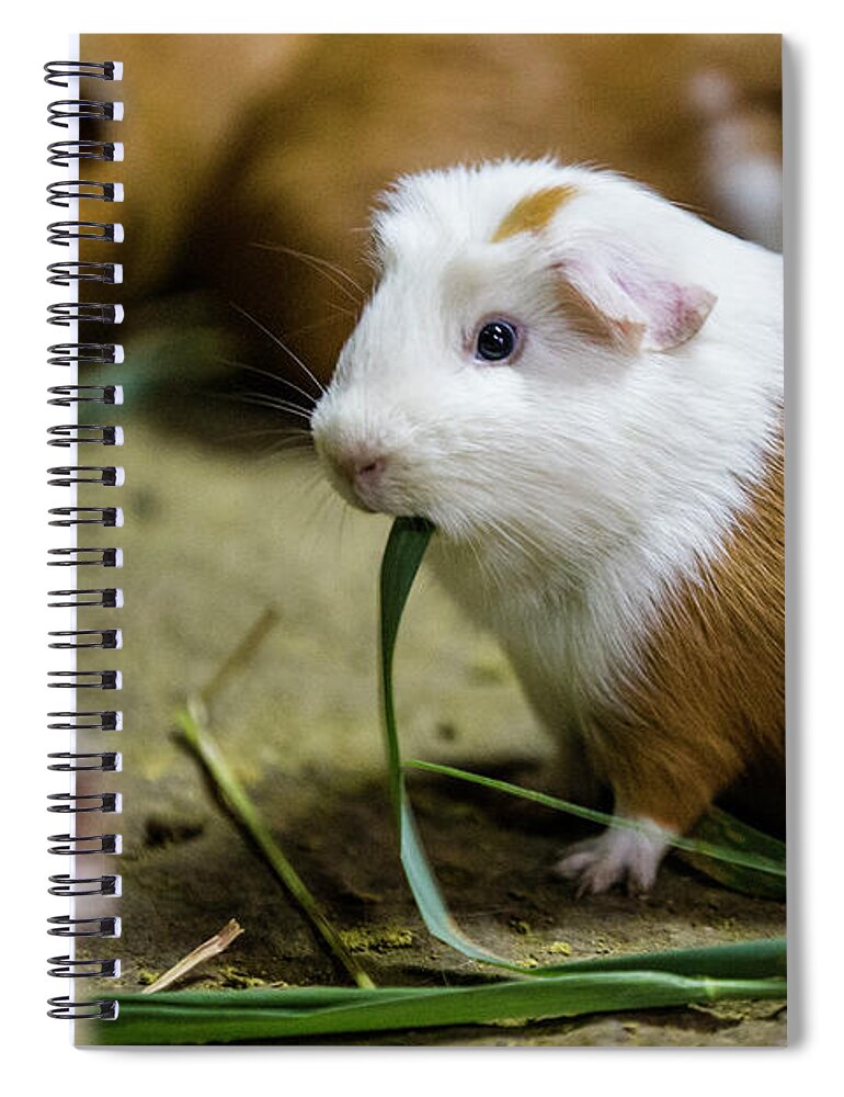 Travel Spiral Notebook featuring the photograph Cuy by Erin Marie Davis