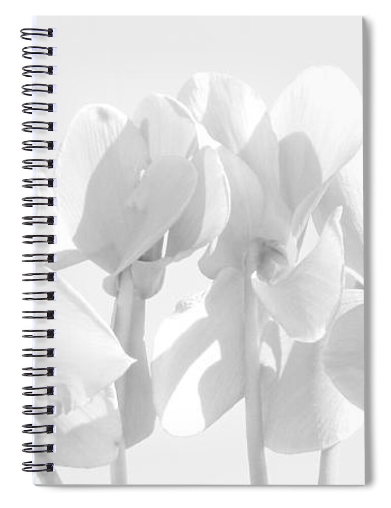 White Spiral Notebook featuring the photograph Cyclamen - White by VIVA Anderson