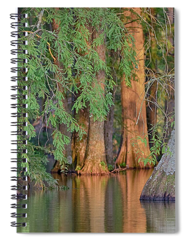 Cypress Spiral Notebook featuring the photograph Cypress Avenue by Jim Cook