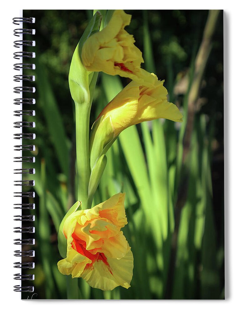 Daffodil Spiral Notebook featuring the photograph Daffodil Party by D Lee