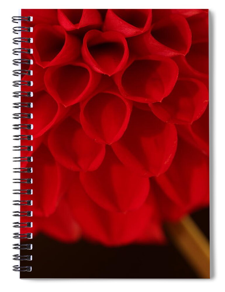 Flower Spiral Notebook featuring the photograph Dahlia 4384 by Julie Powell