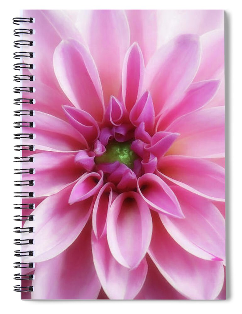 Flower Spiral Notebook featuring the photograph Dahlia Glory Of The Garden by Johanna Hurmerinta