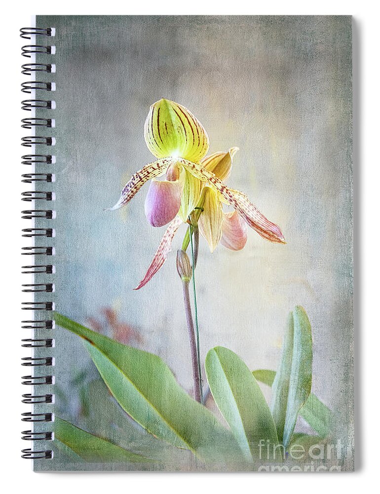 2023 Orchids Spiral Notebook featuring the photograph Dainty Ladyslipper by Marilyn Cornwell