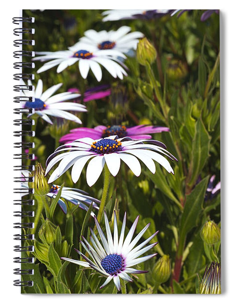 Cape Daisy Art Spiral Notebook featuring the photograph Daisies Are Under My Feet by Joy Watson