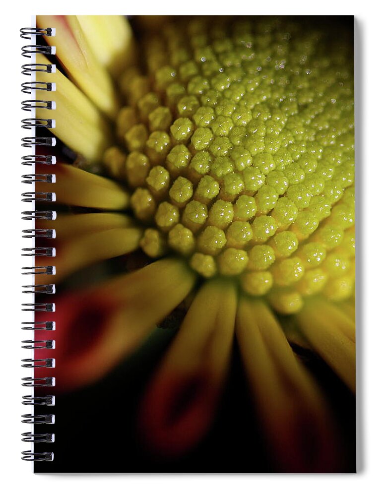 Macro Spiral Notebook featuring the photograph Daisy 6043 by Julie Powell