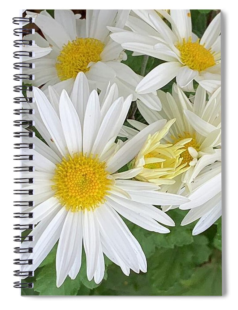 Daisy Spiral Notebook featuring the photograph Daisy Flowers by Catherine Wilson