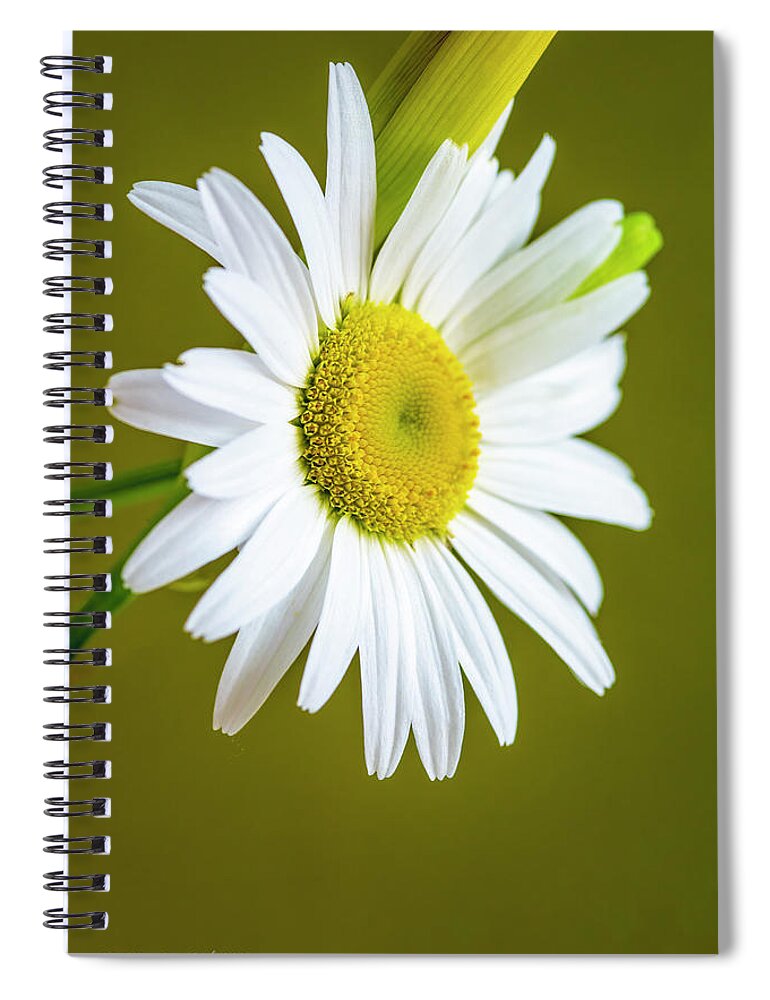 Daisies Spiral Notebook featuring the photograph Daisy Fresh by LeeAnn McLaneGoetz McLaneGoetzStudioLLCcom