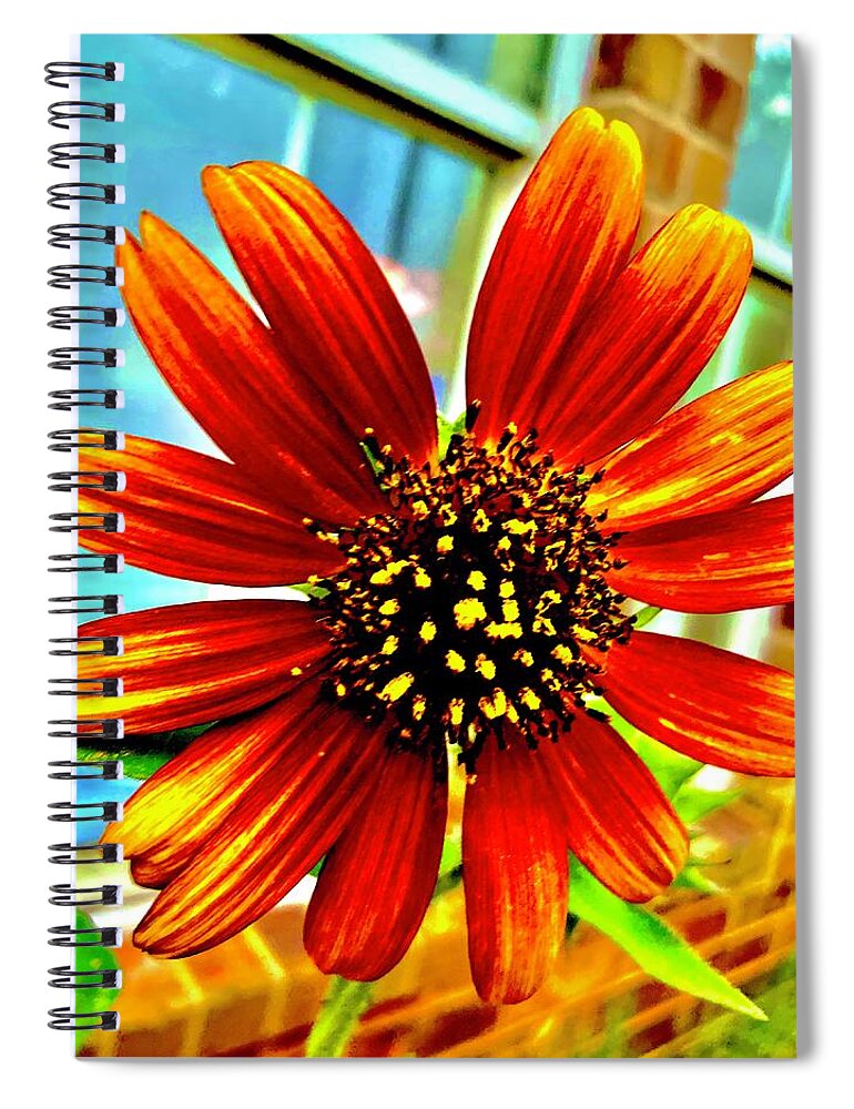 Sunflower Spiral Notebook featuring the photograph Daisy the Sunflower by Toni Hopper