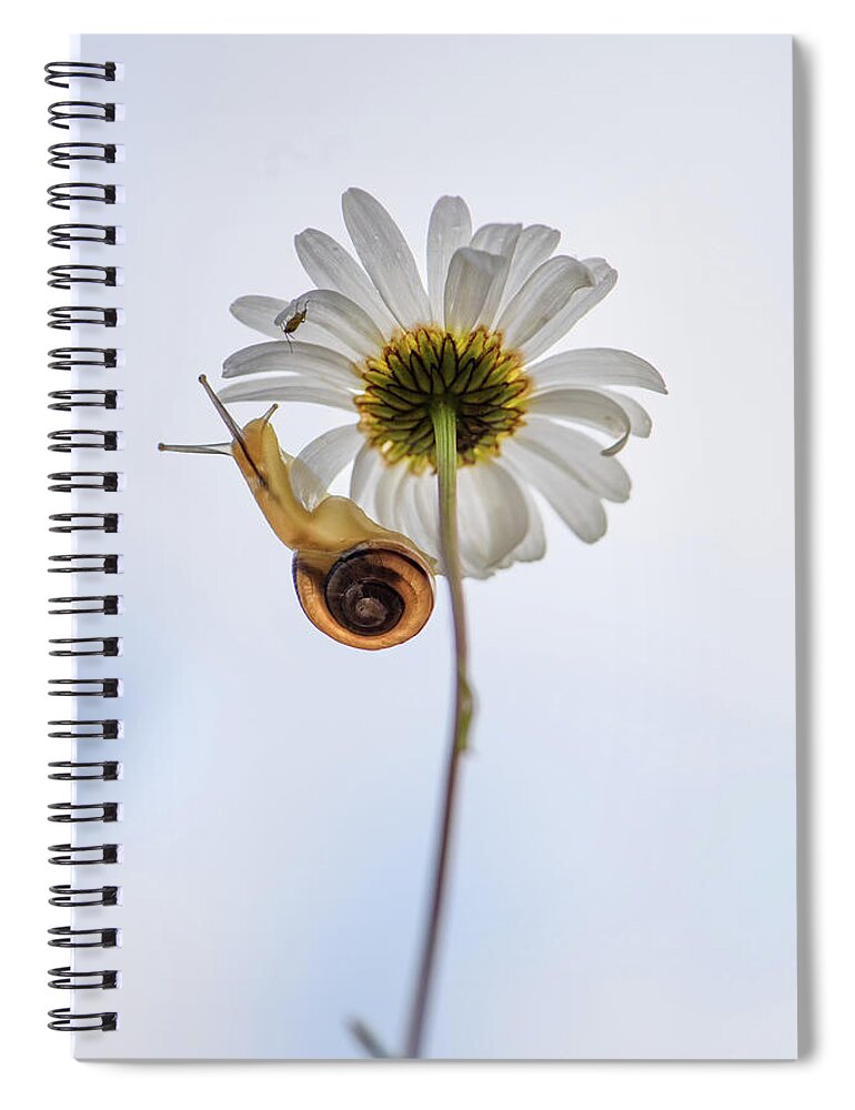 Snail Spiral Notebook featuring the photograph Daisy with friends by Naomi Maya