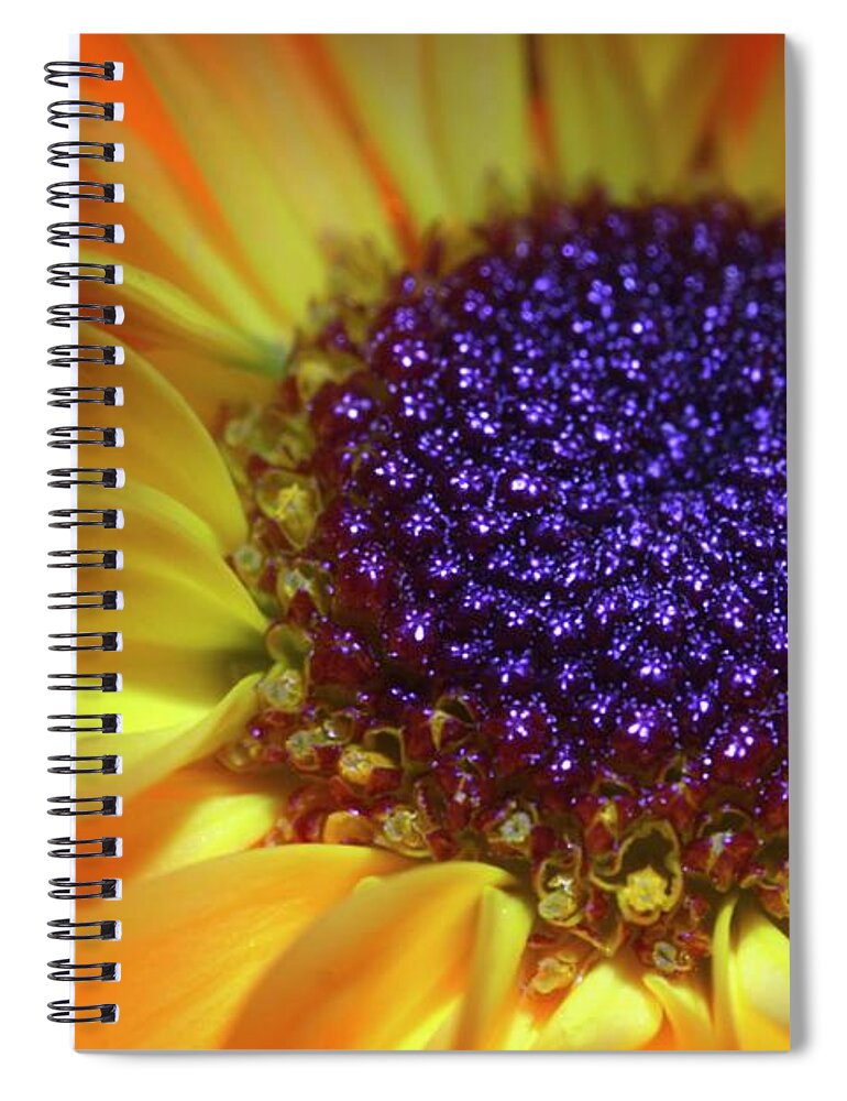Daisy Spiral Notebook featuring the photograph Daisy Yellow Orange by Julie Powell
