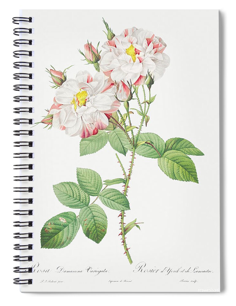 Rose Spiral Notebook featuring the painting Damask Rose, York and Lancaster Rose also known as Rosa damascen by World Art Collective