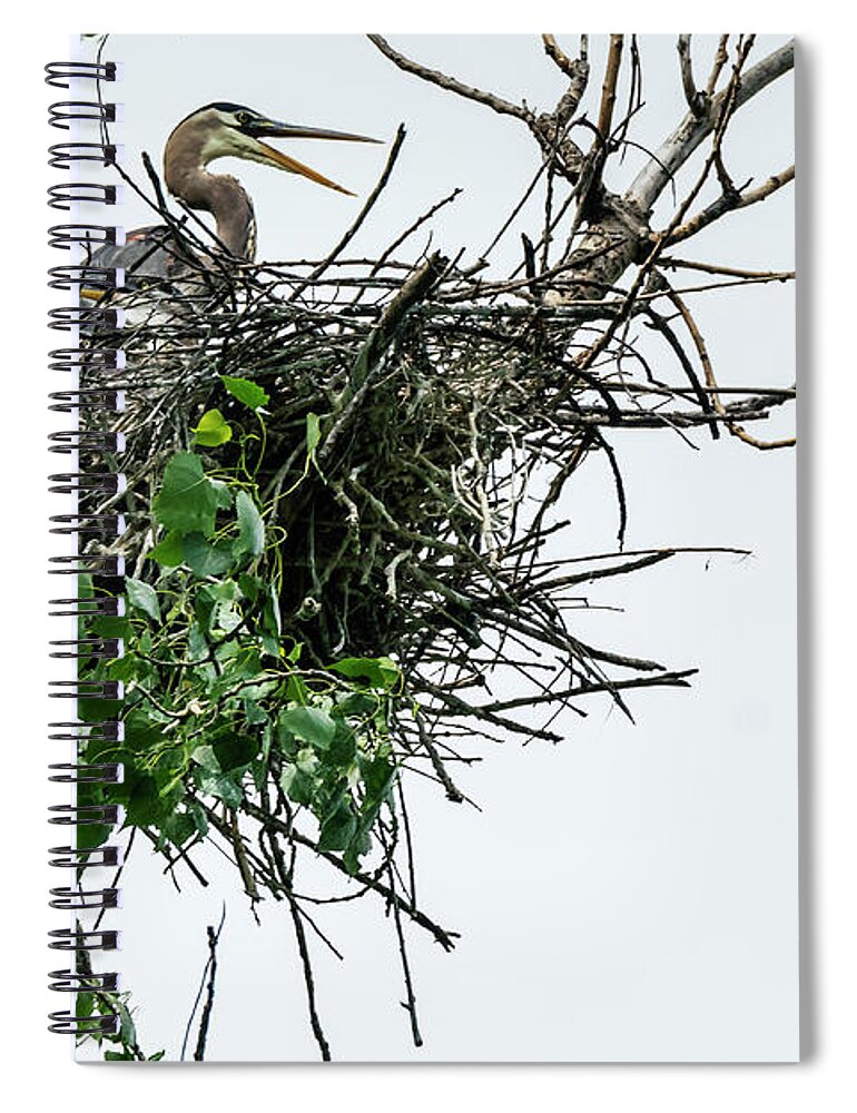 Great Blue Heron Spiral Notebook featuring the photograph Damn Kids by Ed Peterson