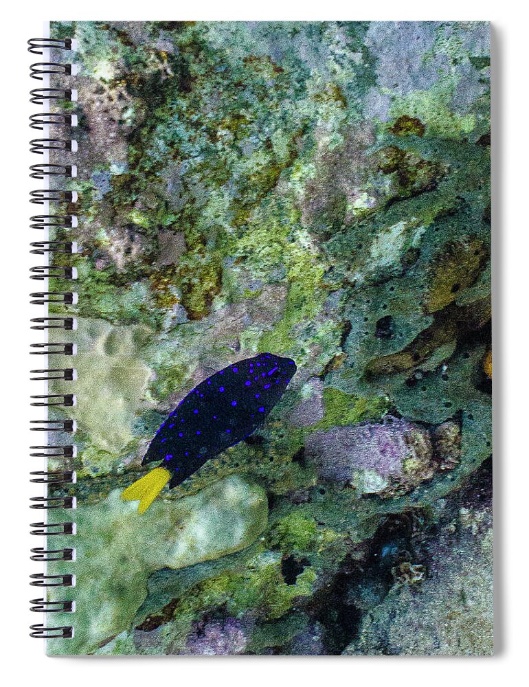 Ocean Spiral Notebook featuring the photograph Damsel, No Distress by Lynne Browne