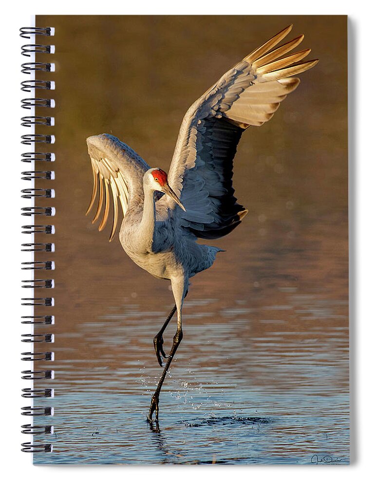 Sandhill Crane Spiral Notebook featuring the photograph Dance of the Sandhill Crane by Judi Dressler