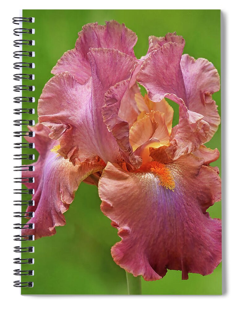Iris Spiral Notebook featuring the photograph Dance the Night Away - Bearded Iris by Nikolyn McDonald