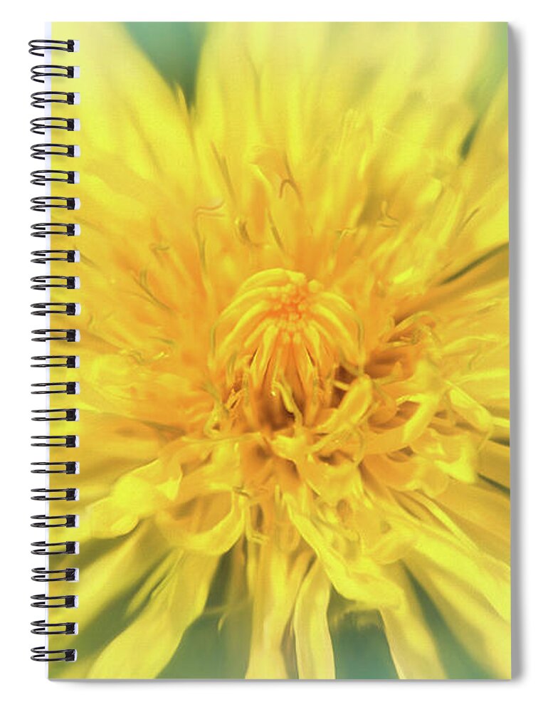Dandelion Spiral Notebook featuring the photograph Dandelion Head by Carol Japp