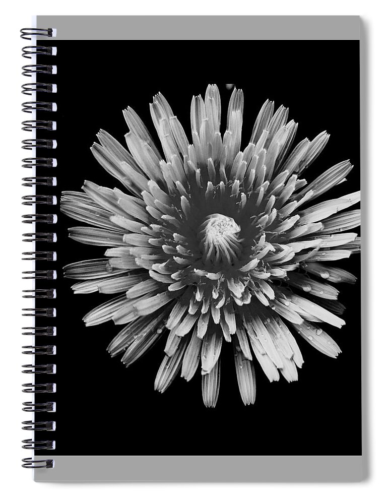 Art Spiral Notebook featuring the photograph Dandelion I Black and White by Joan Han