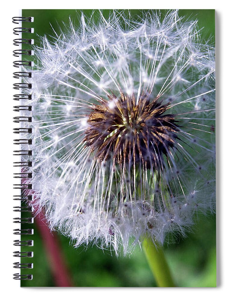 Beautiful Spiral Notebook featuring the photograph Dandelion On Green by David Desautel