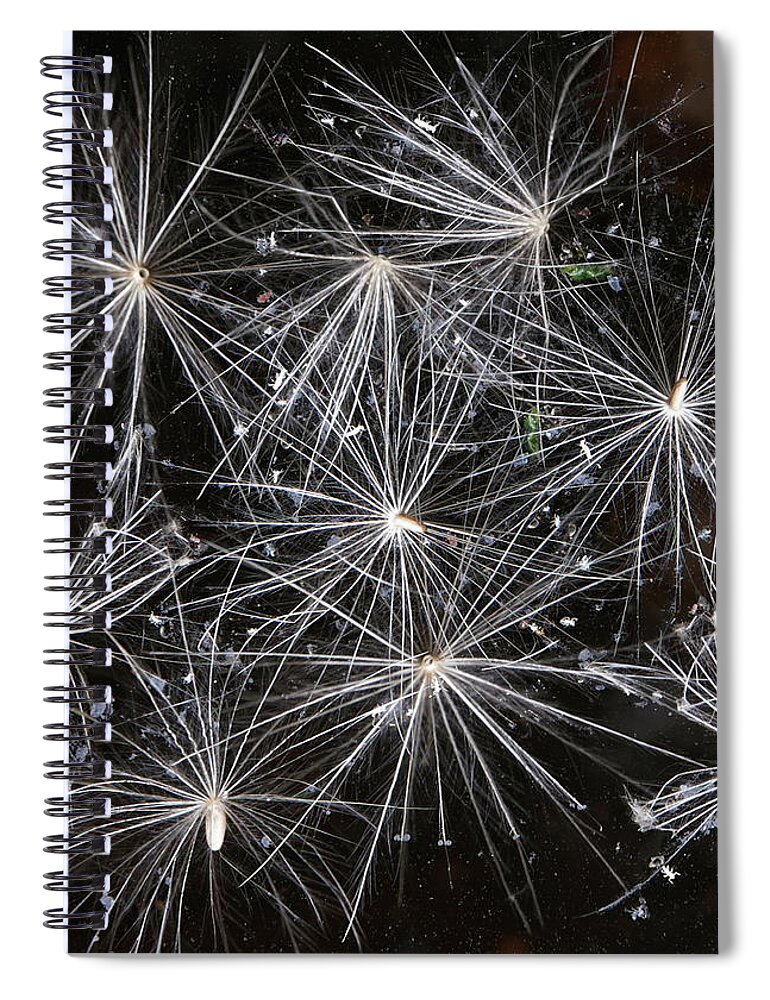 Dandelion Spiral Notebook featuring the photograph Dandelion Seed Heads by Jeff Townsend