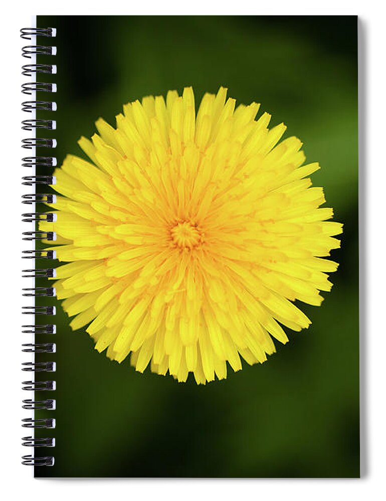  Dandelion Spiral Notebook featuring the photograph Dandelion_5906 by Rocco Leone