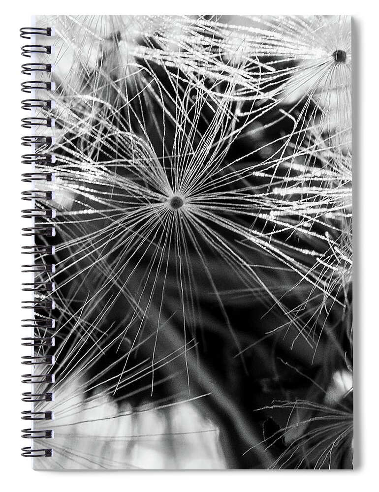 Plants Spiral Notebook featuring the photograph Dandelions Clock by Louis Dallara