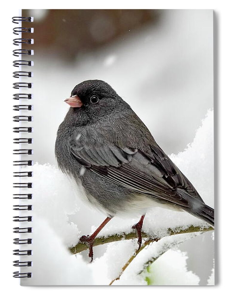 Dark-eyed Junco Spiral Notebook featuring the photograph Dark-Eyed Junco in Winter by Lyuba Filatova