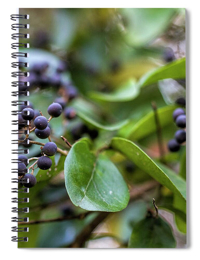 Chinese Privet Spiral Notebook featuring the photograph Dark Purple Chinese Privet Berries by Kathy Clark