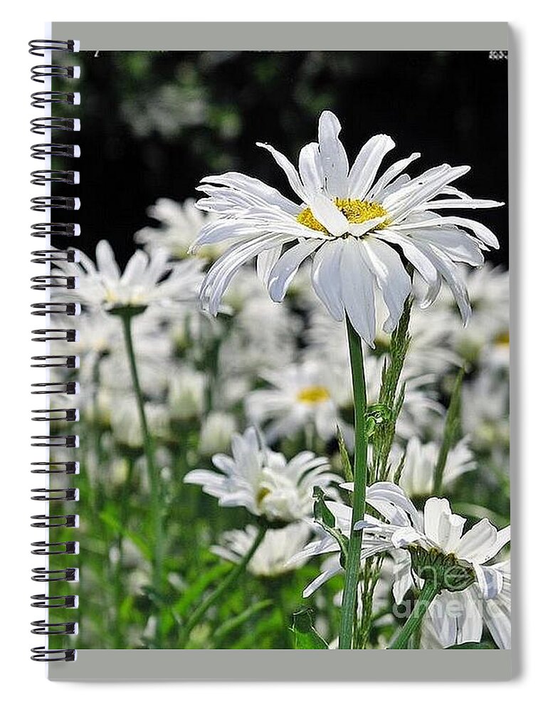 Daisy Spiral Notebook featuring the photograph Darlin' Daisies by Kimberly Furey