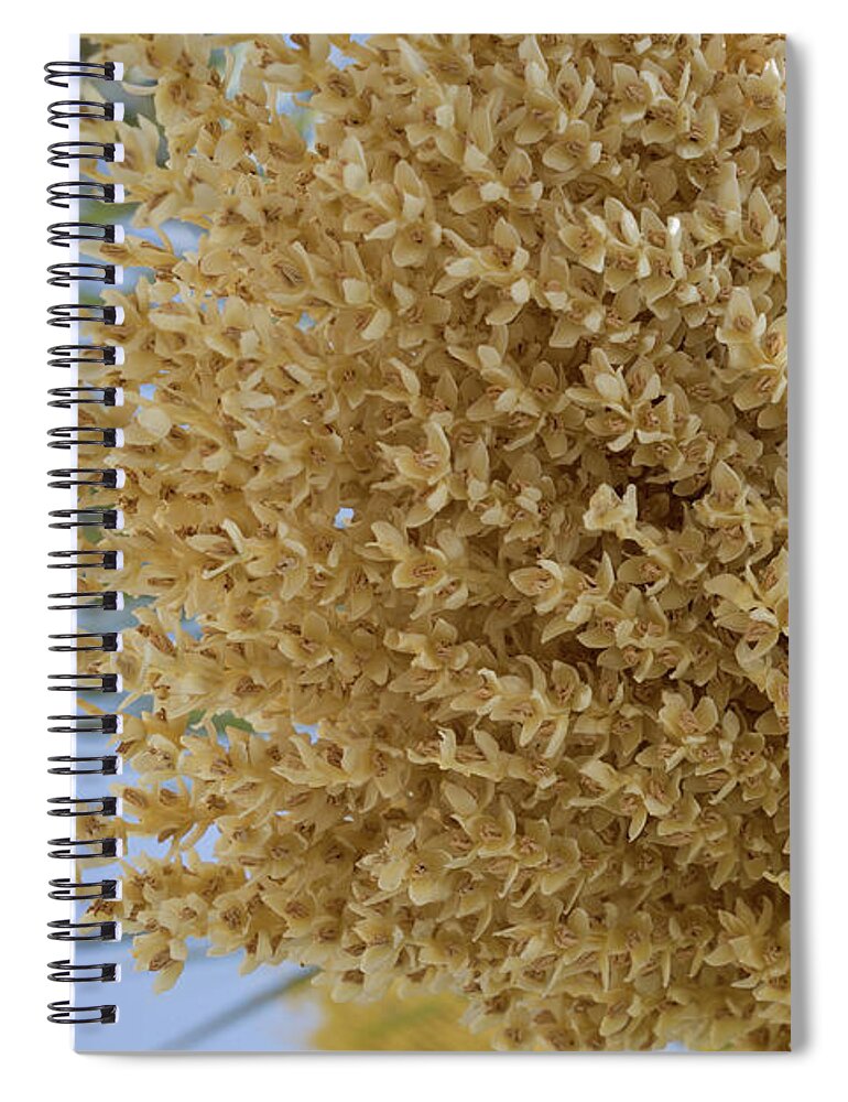 Date Palm Spiral Notebook featuring the photograph Date palm blossoms and sunlight in spring by Adriana Mueller