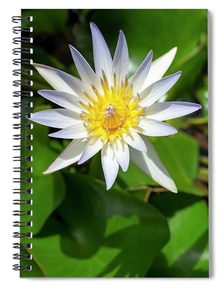 Flower Spiral Notebook featuring the photograph Daubeny's Water Lily by Dawn Cavalieri