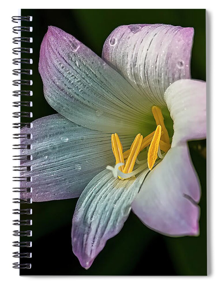  Spiral Notebook featuring the photograph Day Lilly by Lou Novick