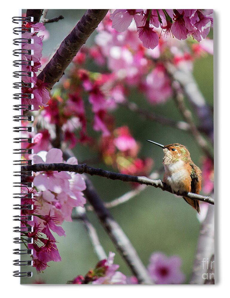 Hummingbirds Spiral Notebook featuring the photograph Daydream by Cheryl Del Toro