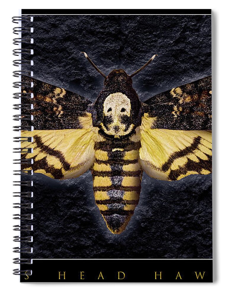 Death's-head Hawkmoth Spiral Notebook featuring the photograph Deaths Head Hawk Moth Framed Version by Weston Westmoreland
