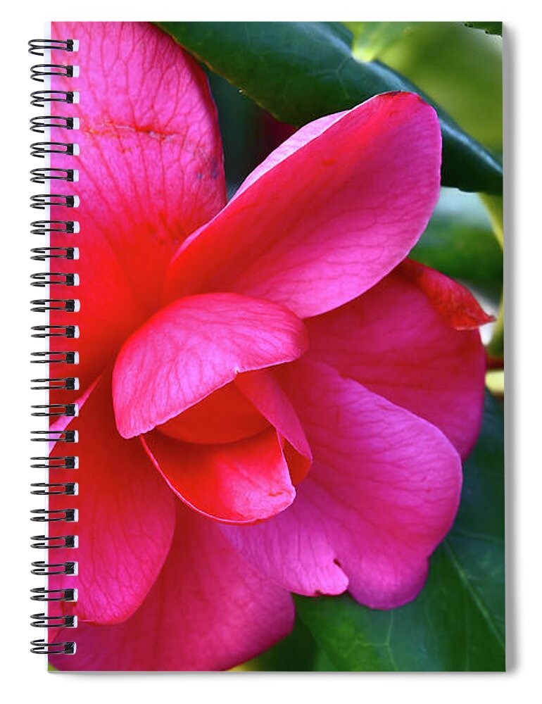 Pink Spiral Notebook featuring the photograph Debbie Camellia by Diana Mary Sharpton