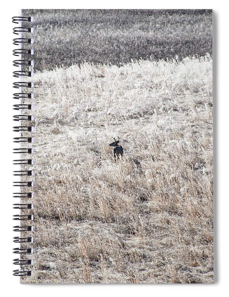 Deer Spiral Notebook featuring the photograph Deer At Cades Cove by Phil Perkins