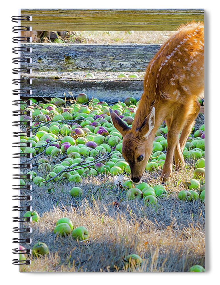 Ruckle Farm Spiral Notebook featuring the photograph Deer fawn in apple orchard by Michael Wheatley