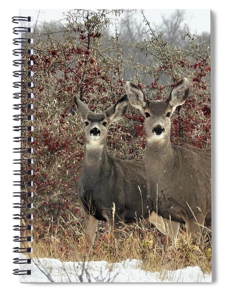 Mule Deer Spiral Notebook featuring the photograph Deer in the Buffalo Berries by Amanda R Wright
