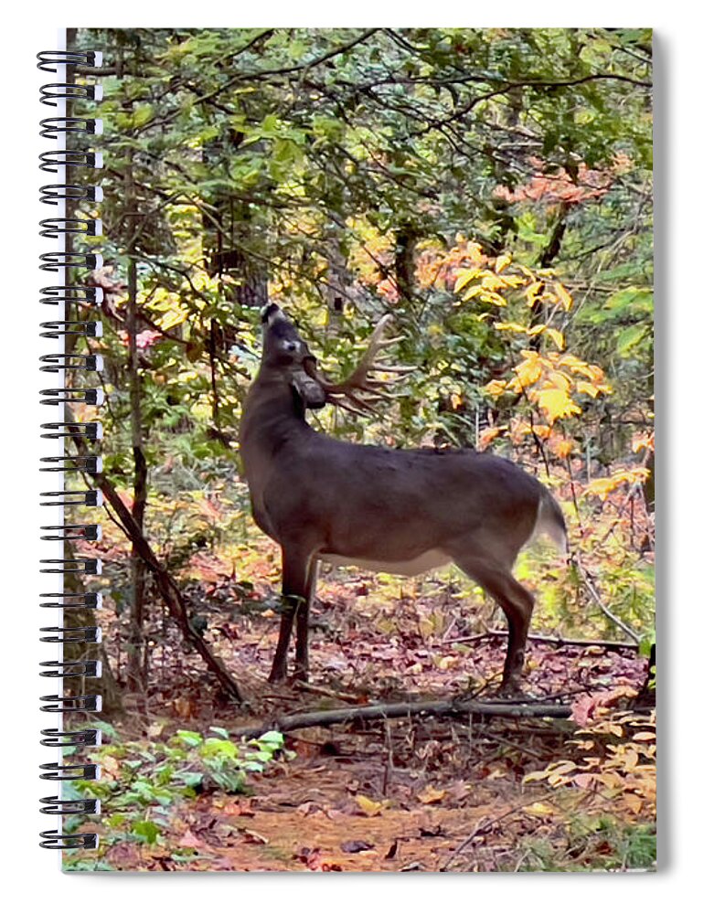Deer In The Woods Spiral Notebook featuring the photograph Deer In The Woods by Meta Gatschenberger