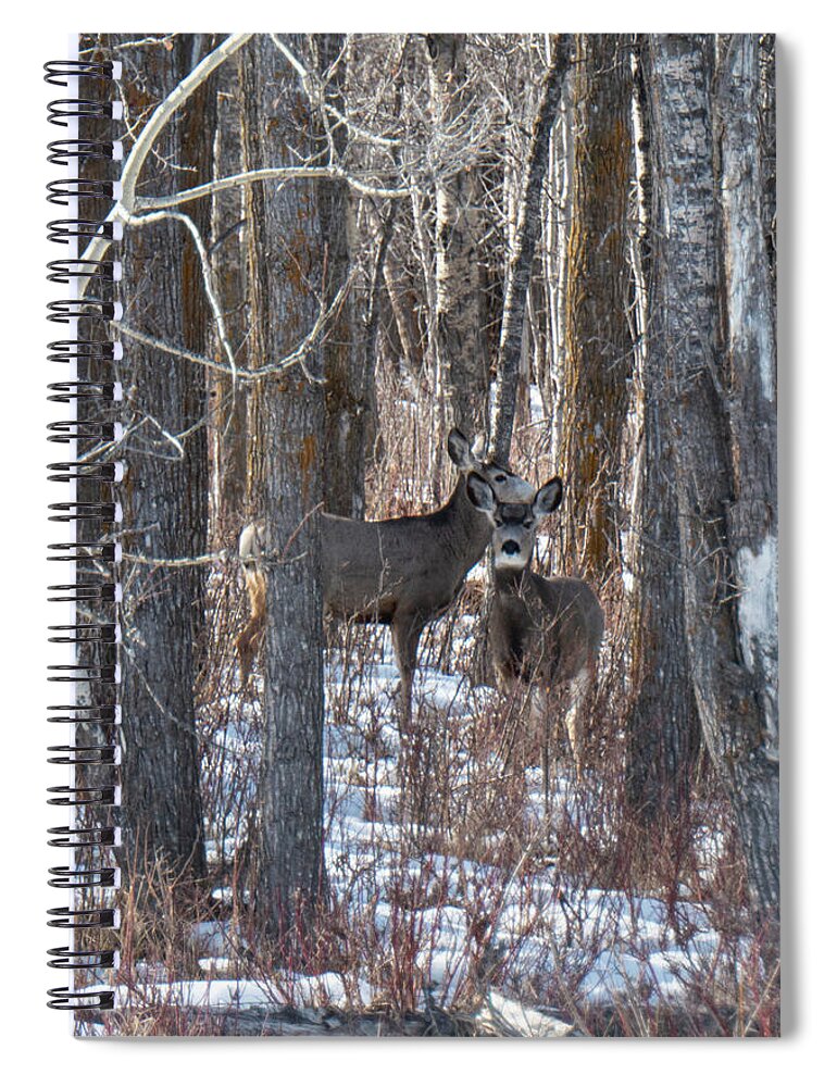 Deer Spiral Notebook featuring the photograph Deer In Winter Woods by Karen Rispin