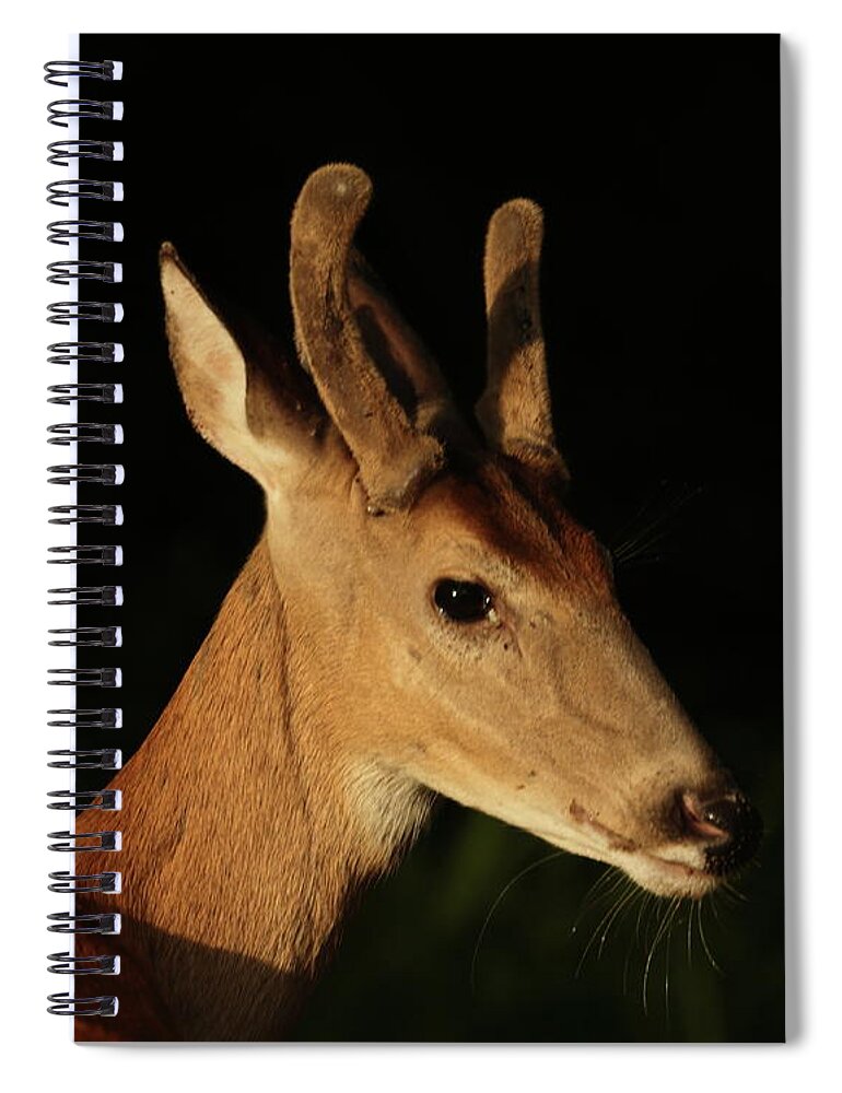 White-tailed Deer Spiral Notebook featuring the photograph Deer, June 25, 2021 by John Moyer