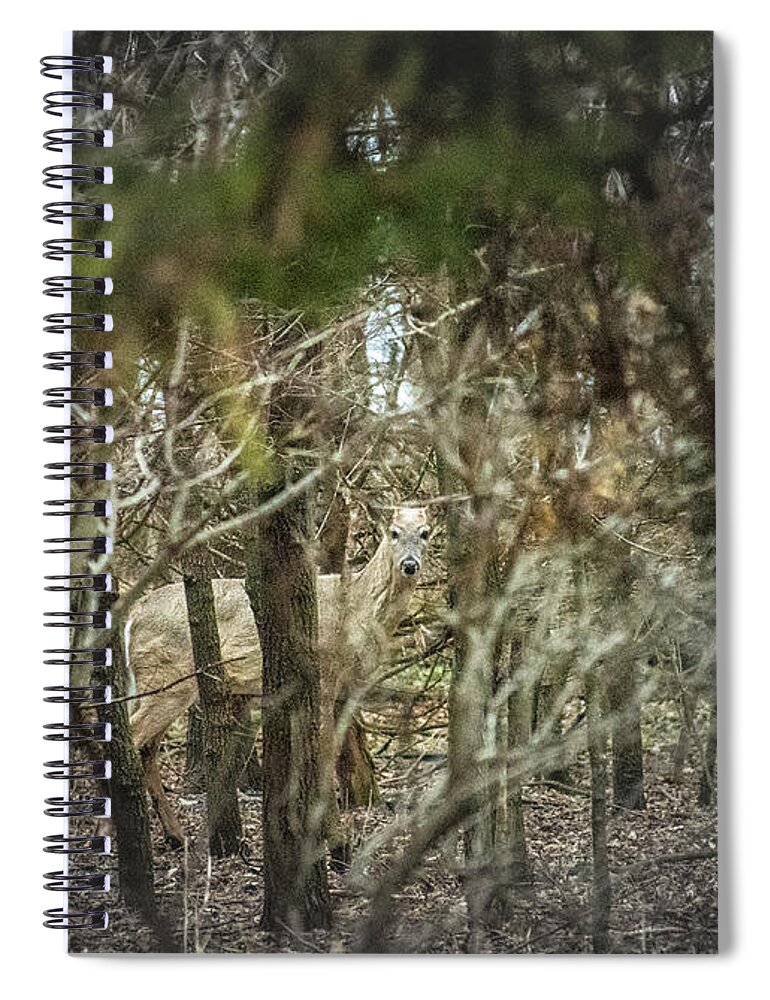 Deer Of The Woods Spiral Notebook featuring the photograph Deer of the Woods by Troy Stapek
