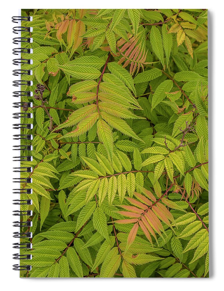 False Spiraea Spiral Notebook featuring the photograph Delicate leaves by Susan Vineyard