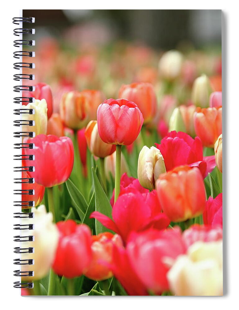 Nature Spiral Notebook featuring the photograph Delicate by Lens Art Photography By Larry Trager