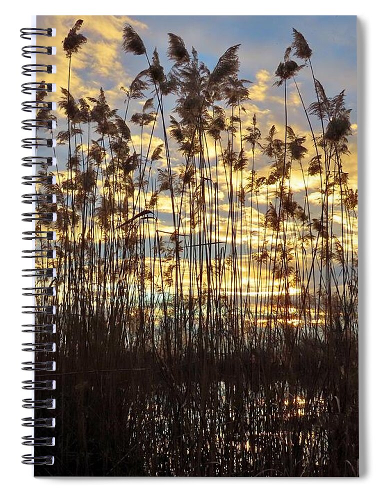 Reeds Spiral Notebook featuring the photograph Delicate Natural Fencing at the Water's Edge as Evening Approaches by Linda Stern
