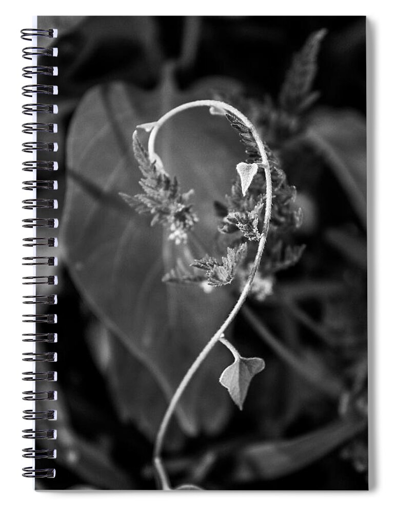 Texas Spiral Notebook featuring the photograph Delicate Weeds by W Craig Photography