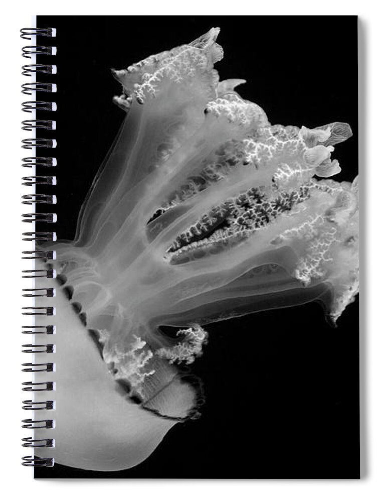 Aquarium Spiral Notebook featuring the photograph Descent by Gina Cinardo
