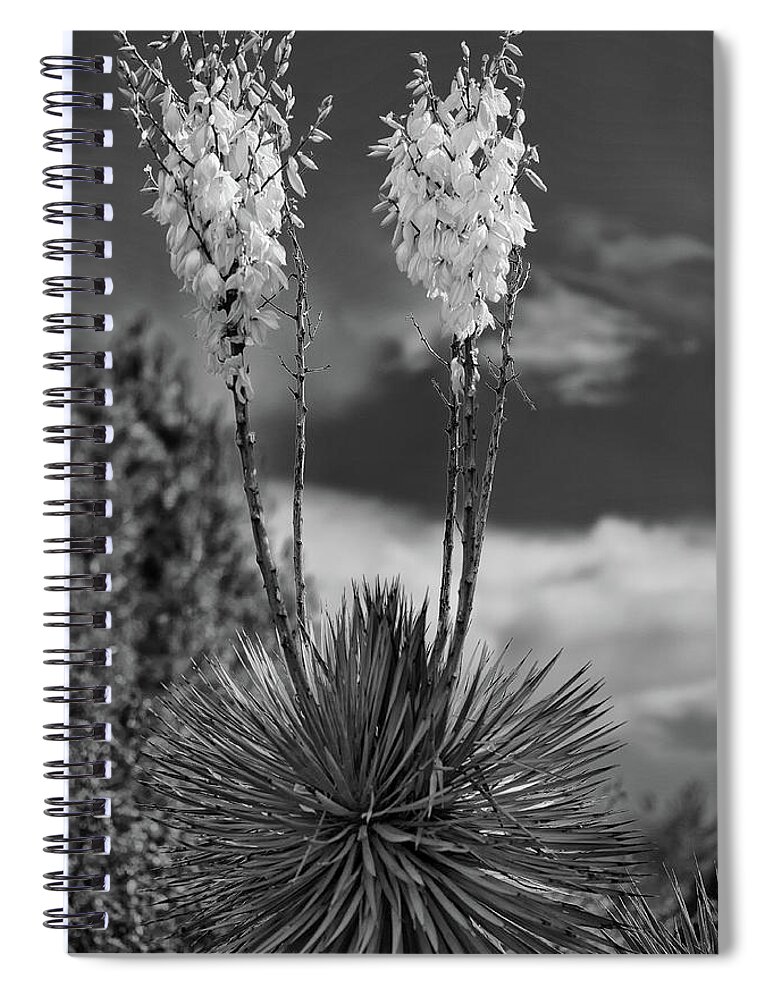 Black And White Spiral Notebook featuring the photograph Desert bloom by Doug Wittrock