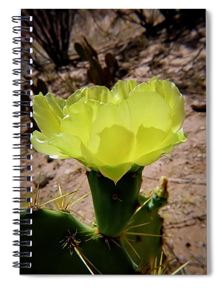 American Southwest Spiral Notebook featuring the photograph Desert Bloom by Judy Kennedy