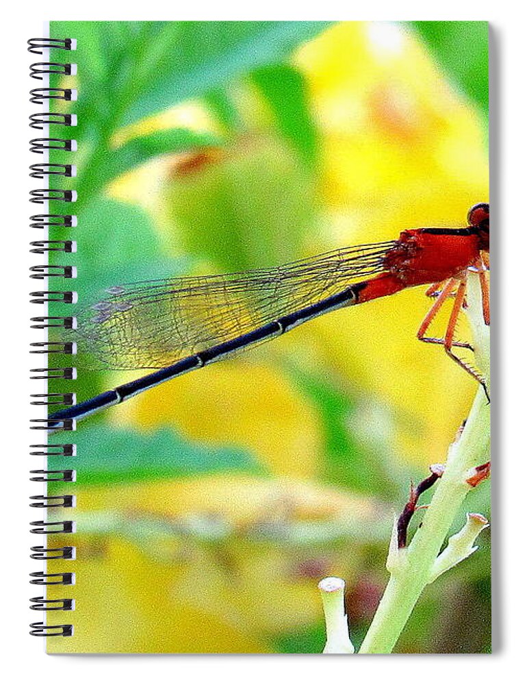 Desert Firetail Spiral Notebook featuring the photograph Desert Firetail Damselfly by Adrienne Wilson