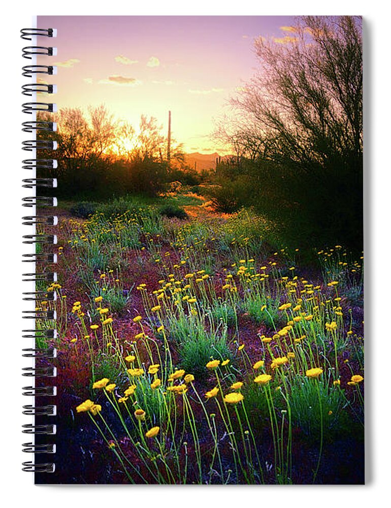 Desert Spiral Notebook featuring the photograph Desert Marigolds at Sunset by Chance Kafka
